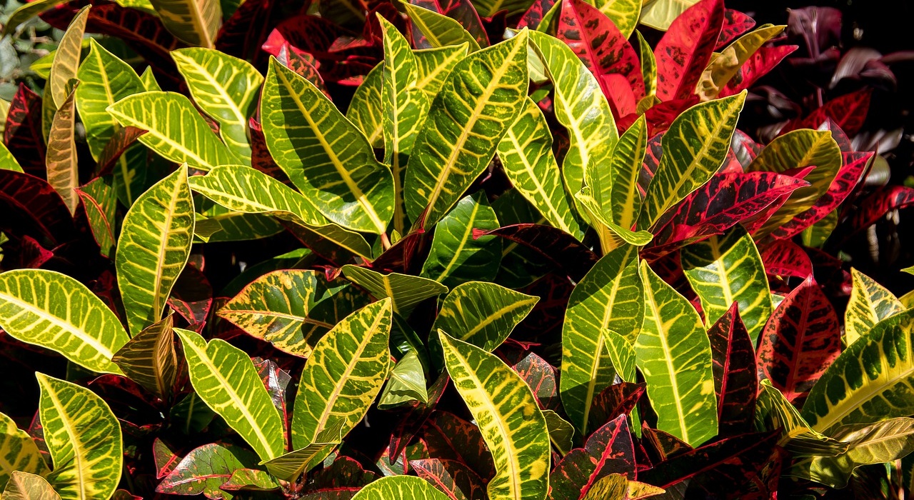 foliage-5009109_1280.jpg