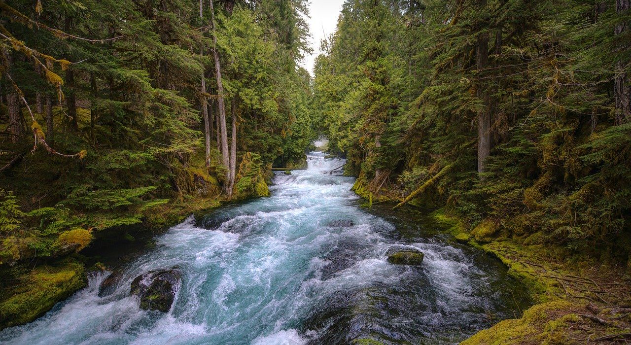 mckenzie-river-5129717_1280.jpg