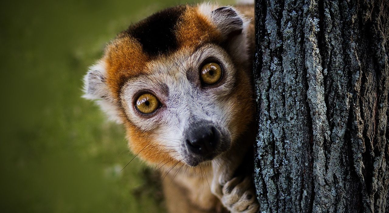 lemur-3295891_1280.jpg