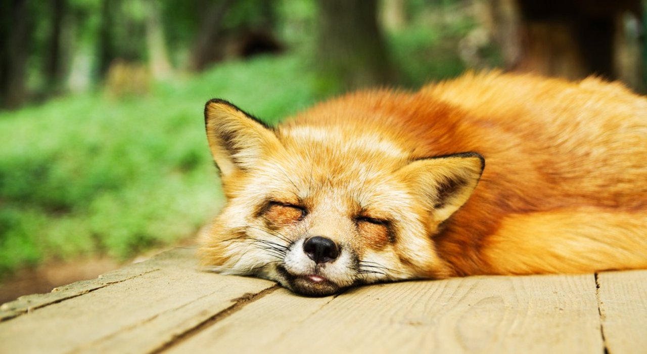 sleeping-fox.jpg